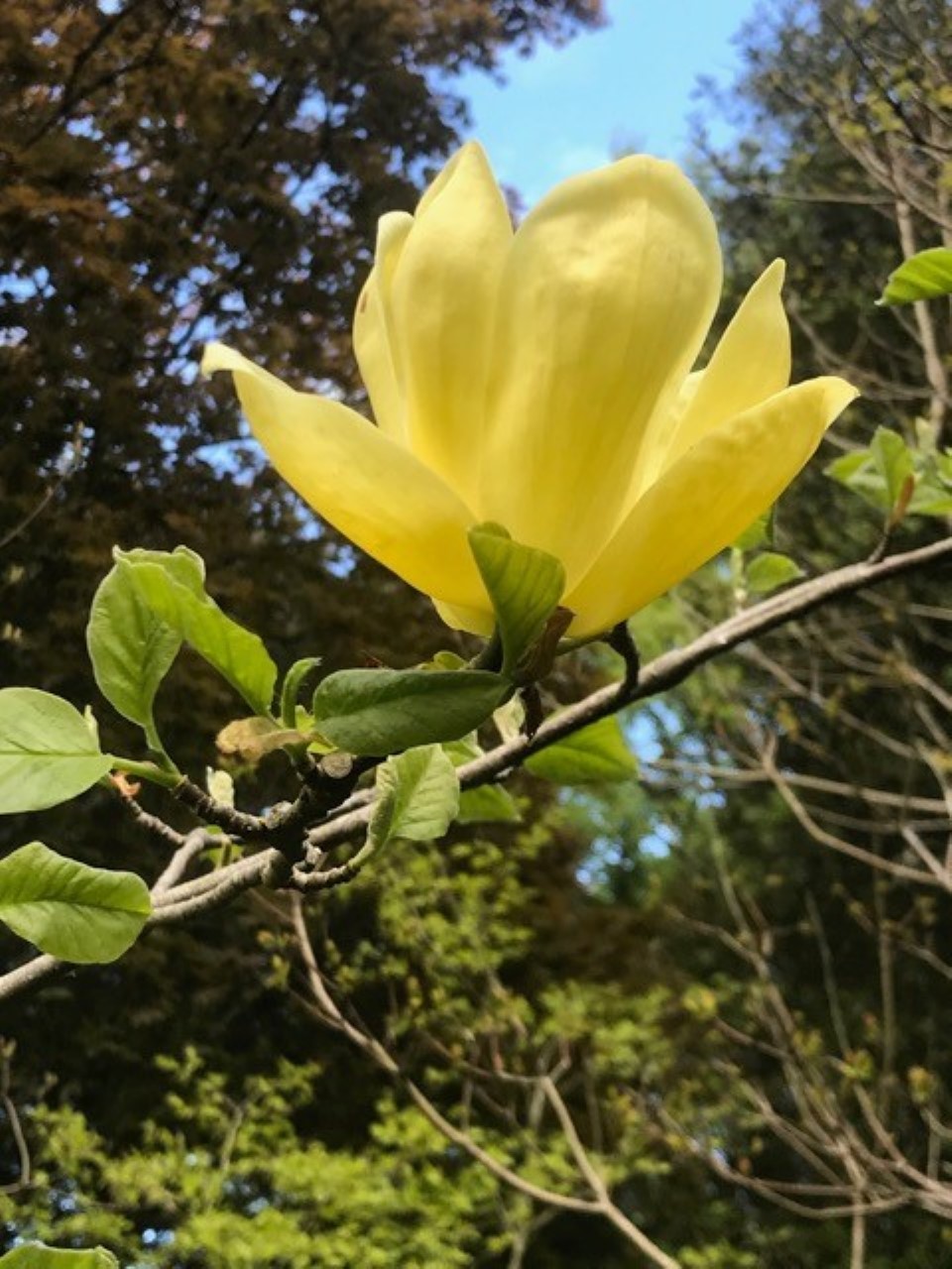 M. 'Daphne' AGM